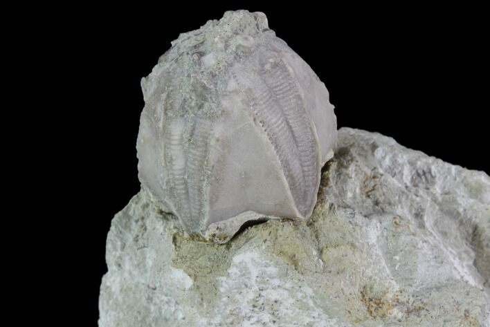 Blastoid (Pentremites) Fossil - Illinois #92219